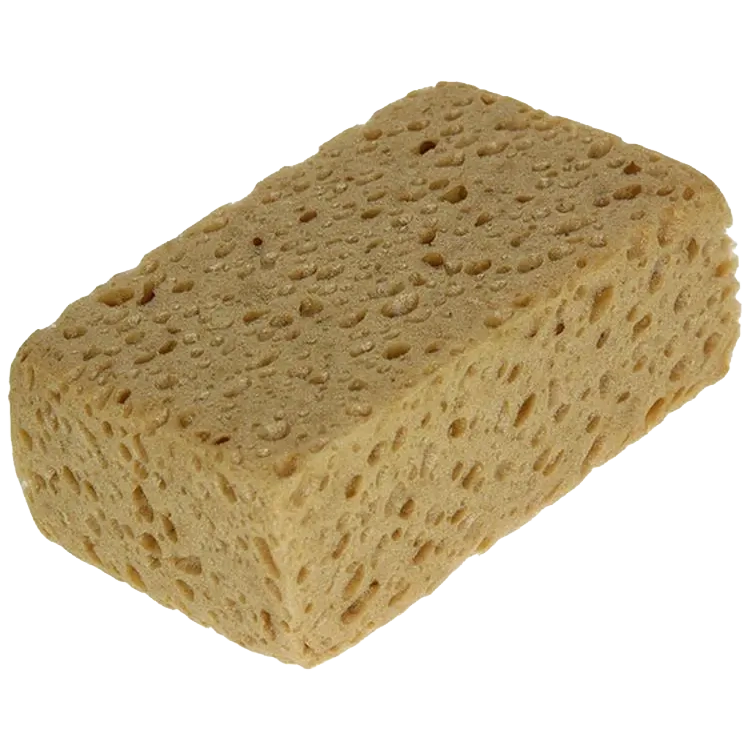 Brown sponge - Sam
